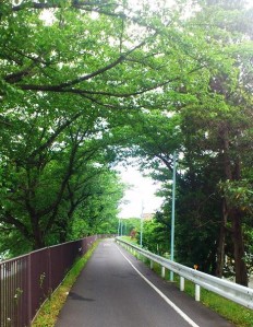中川から水元公園へ通じる桜並木、春は桜がきれい。